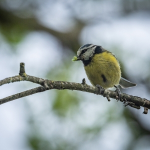 Redwell   27 05 2020   D500   Les 437.jpg